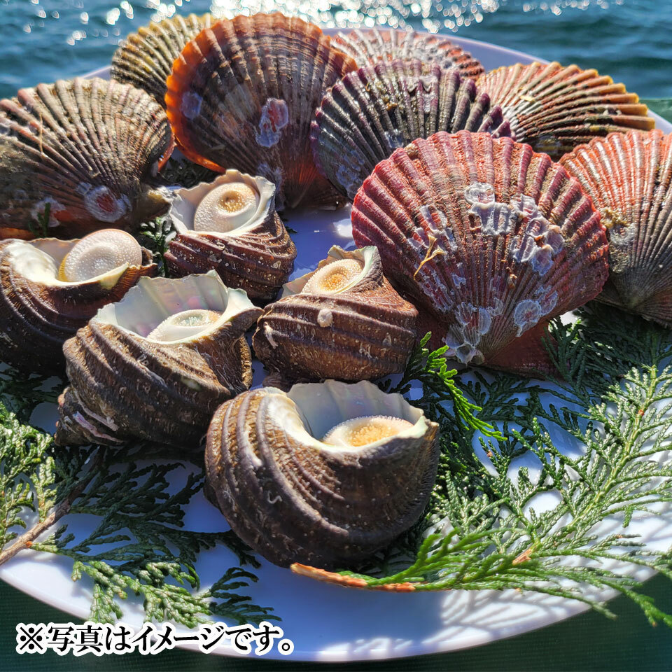 楽天市場】瀬戸貝詰合せ 3kg : せとうちみなとマルシェ