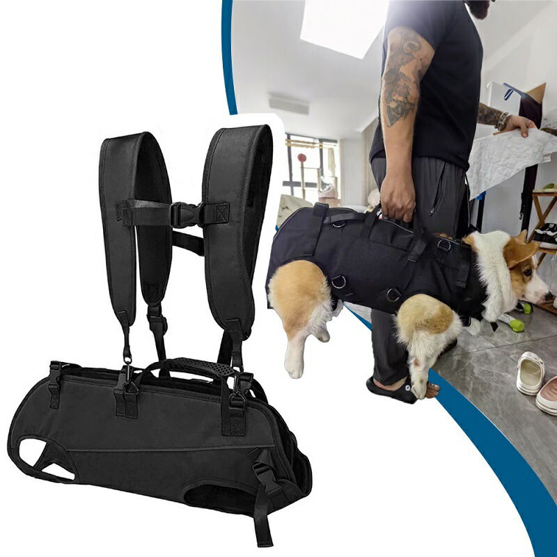 犬のリハビリテーション 犬のリハビリテーションで使用する道具を紹介します！ | 市川市