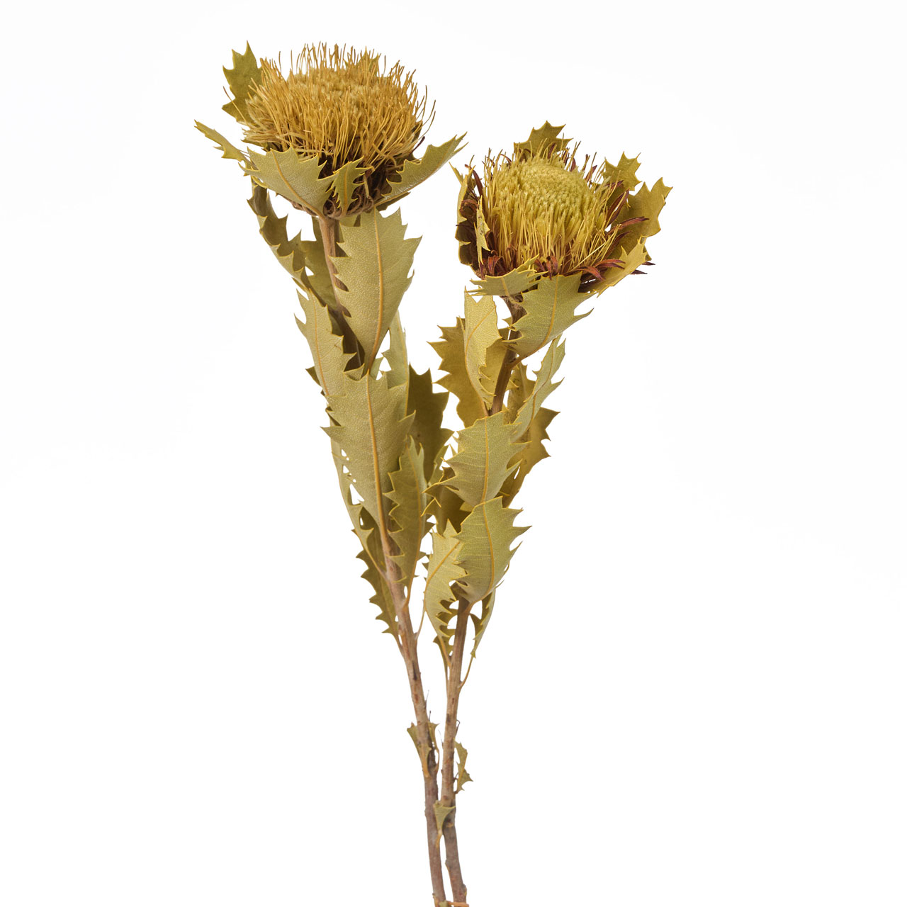 楽天市場】【東京堂 公式】グレビレア・ゴールド ドライフラワー