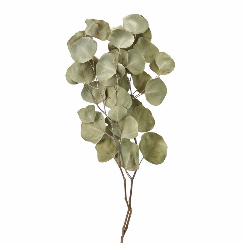 楽天市場】ドライフラワー 花材 即日出荷 ユーカリ(丸葉) セージ