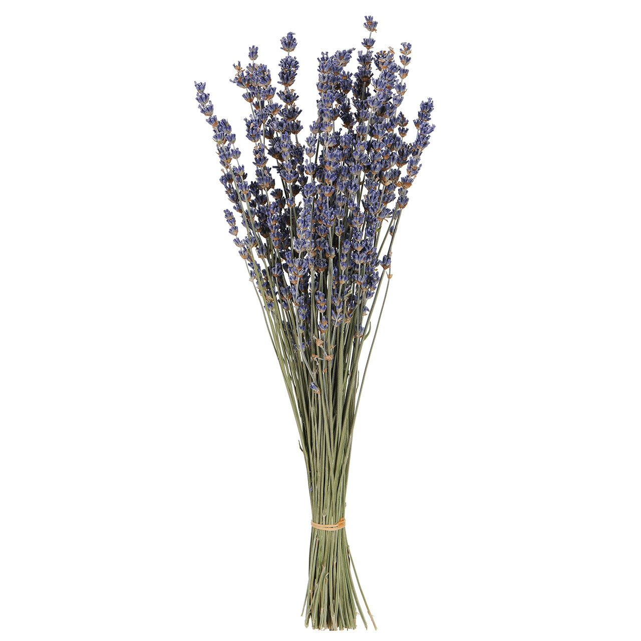 かわ【クール便送料込み❗️】ラベンダーグロッソ生花 切花 大量600本 摘みたて❗】ラベンダー 生花 グロッソ 25本 メルカリ便 無農薬