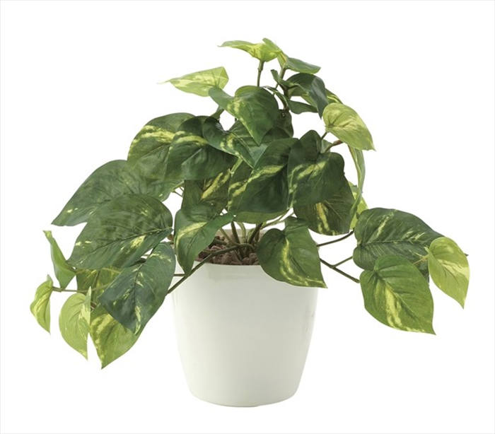 光触媒 フレッシュポトスs 光触媒 光触媒人工植物 造花 観葉植物 ギフト 人工観葉植物 人工樹木 インテリア 光の楽園 イタリアン雑貨 新築祝い 開店祝い 飾り 日本製 おすすめ おしゃれ かわいい ギフト プレゼント 可愛い 人気 結婚 出産 内祝い 引き出物 金婚式 Amedf