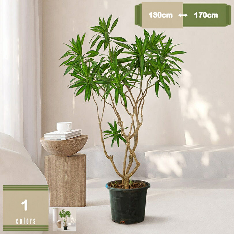 フェイクグリーン 大型観葉草木 人工観葉草木 造花 如何様物観葉草木 室内装飾 室内 室外 水やり不必要 枯れない お取りつくろう飾り気の無い 大きめ 本物そっくり 執務室 かざり付ける的 泊まり 大広間 自然的 飾りつけ 和風 今めかしい 見せびらかす mysco