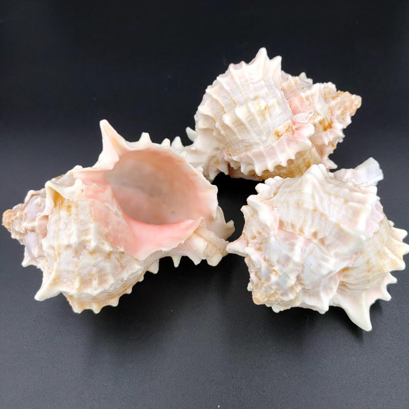 イモガイ＊貝殻＊インテリア＊置物＊5個セット Amazon | 【貝殻パーツ】イモガイ Lサイズ〜Mサイズ 5個セット (No.2