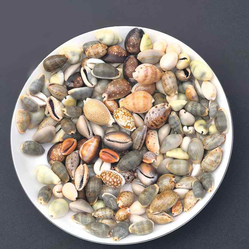 楽天市場】シェル タカラガイ 貝 貝殻 ボール インテリア S : アジアン