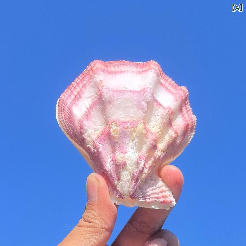 貝殻 天然 大型 北海道ホタテ 巻貝 ホラ貝 シェル インテリア置物 アクアリウム 水槽レイアウト ディスプレイ 観賞用 コレクション 8cm 9cm 10cm 11cm