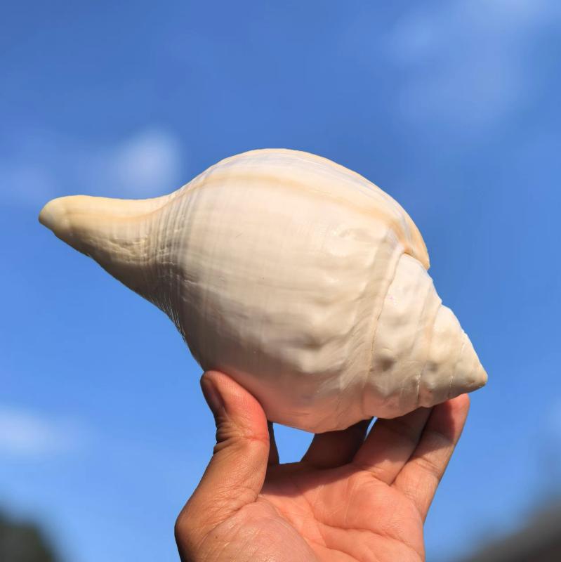 楽天市場】置物 送料無料コンク貝の置物コンク ピンク 大きい シェル