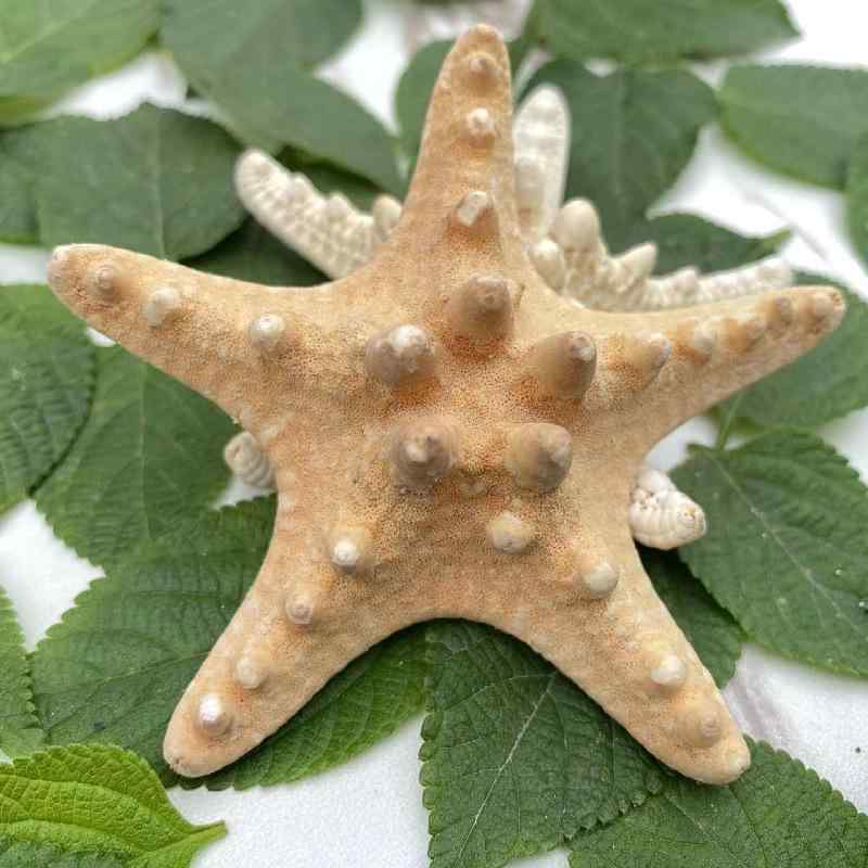 楽天市場】貝殻標本風オブジェ特大サイズ、貝はなんと36種類幅約