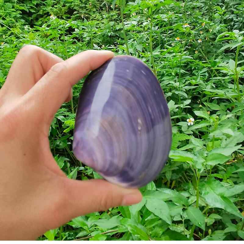 楽天市場】【インテリア！】【マッサージにお勧め！】希少貝夜光貝