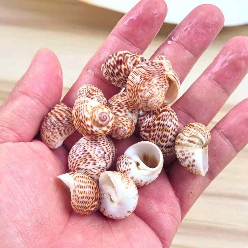 楽天市場】【送料無料】【オウムガイ類/現生貝殻】オオベソオウムガイ