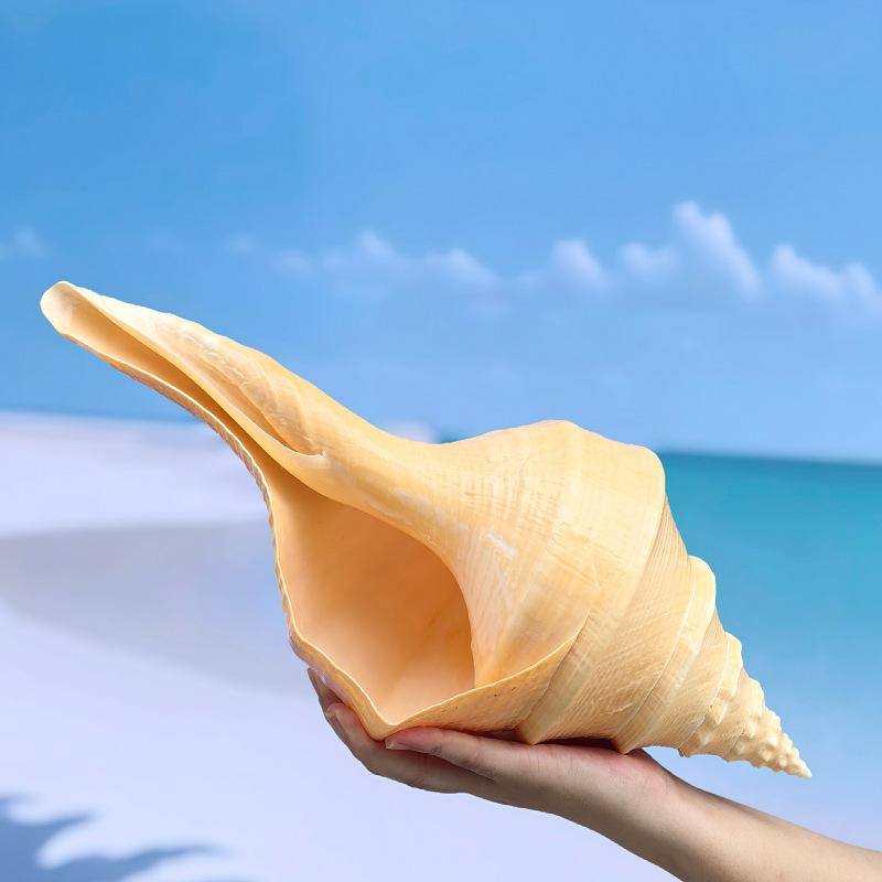 楽天市場】ホラガイ 吹ける 超大型 約22cmから40cm 天然 法螺貝 貝殻