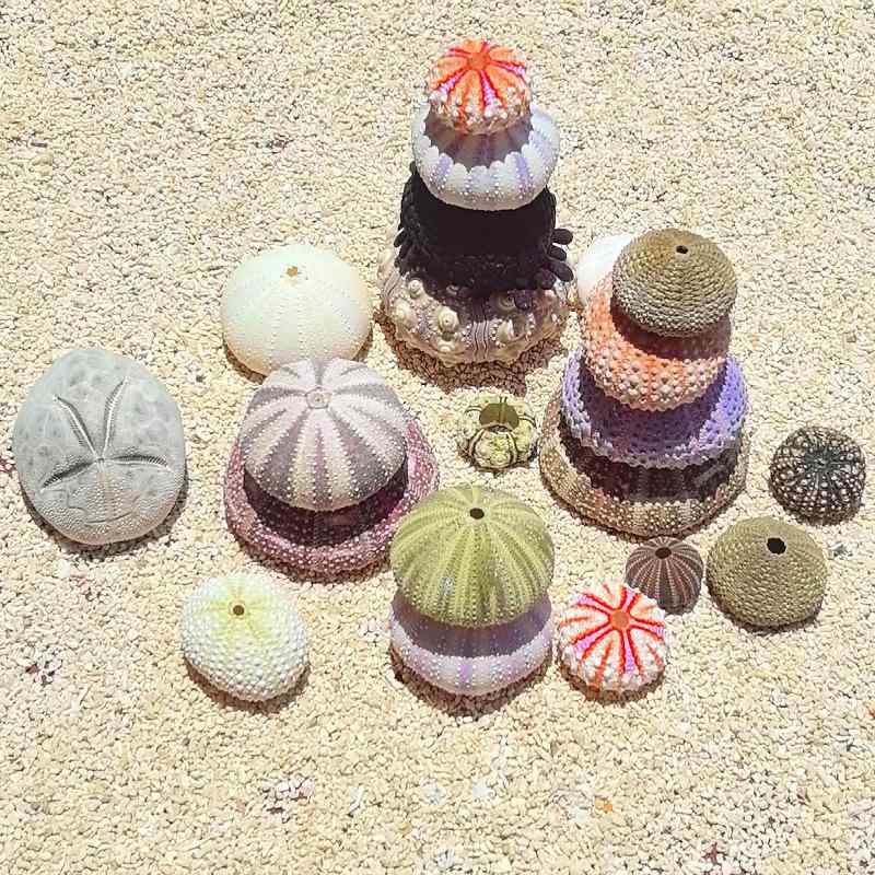 楽天市場】インテリア雑貨 天然シェル 巻き貝 ウニ殻 標本