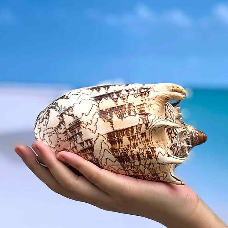 楽天市場】貝殻標本風オブジェ特大サイズ、貝はなんと36種類幅約