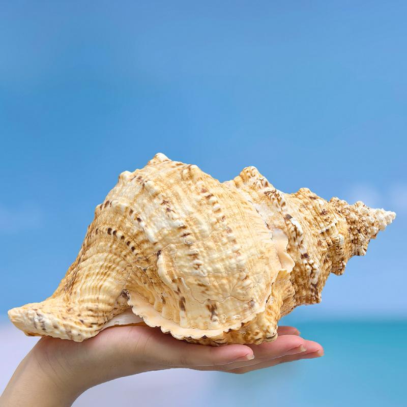 楽天市場】置物 送料無料コンク貝の置物コンク ピンク 大きい シェル