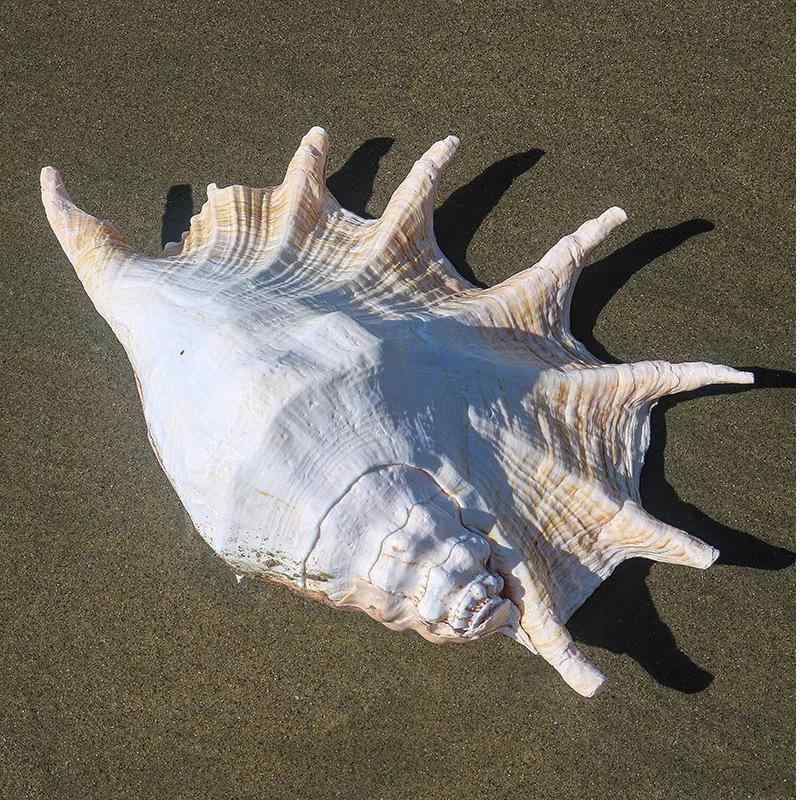 楽天市場】置物 送料無料コンク貝の置物コンク ピンク 大きい シェル