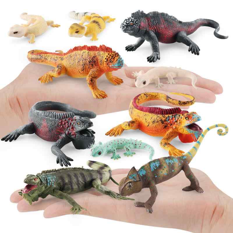 楽天市場】Armadillo Lizard 鎧のような鱗 アルマジロリザードの置物