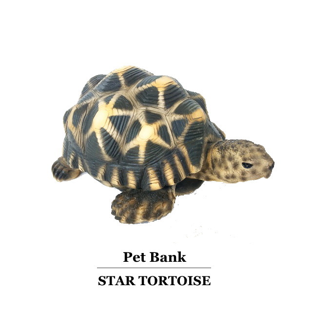 カメ 亀 外装 唐人笛堆 スタートータス Pet Bank Star Tortoise 積みたて入れもの Hotjobsafrica Org