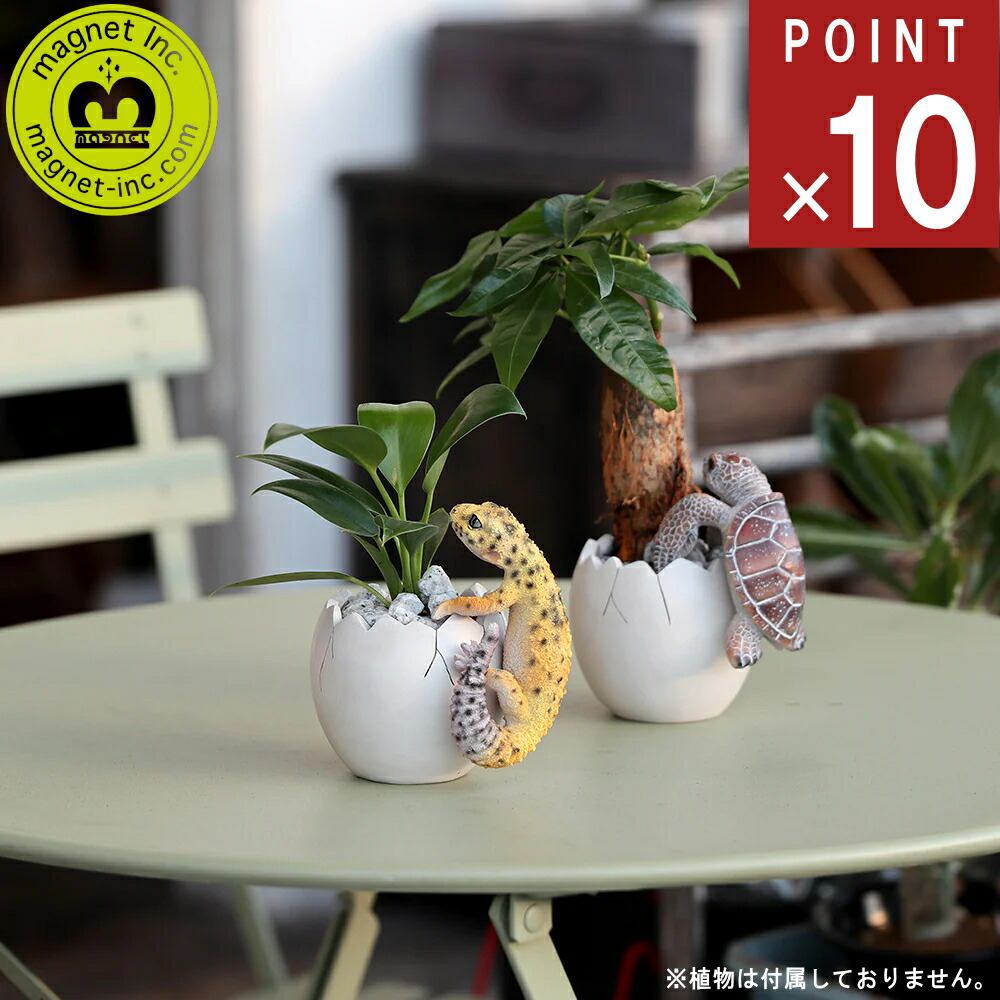 レオ様ご確認用です。極上芸、斑入りマユハケオモト ヒョウモントカゲモドキ レオパ ユニバースエニグマ 大阪 販売