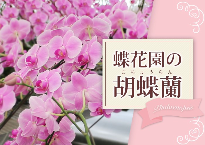 代引不可 送料無料 福岡県朝倉市 胡蝶蘭ミディ5本立 花色 ピンク系 全品送料無料