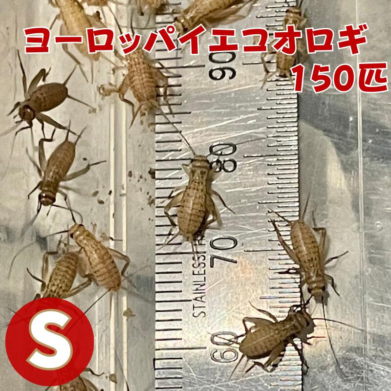 楽天市場】ヨーロッパイエコオロギ Sサイズ 100匹 爬虫類 両生類 生餌 生産者直販売 餌 コオロギ s サイズ 生き餌 活きエサ 小動物 ヘビ  イグアナ エサ えさ 送料無料 大量 蛇 爬虫類フード カナヘビ ヤモリ カエル レオパ ごはん フトアゴヒゲトカゲ コウロギ 活餌 イエコ :