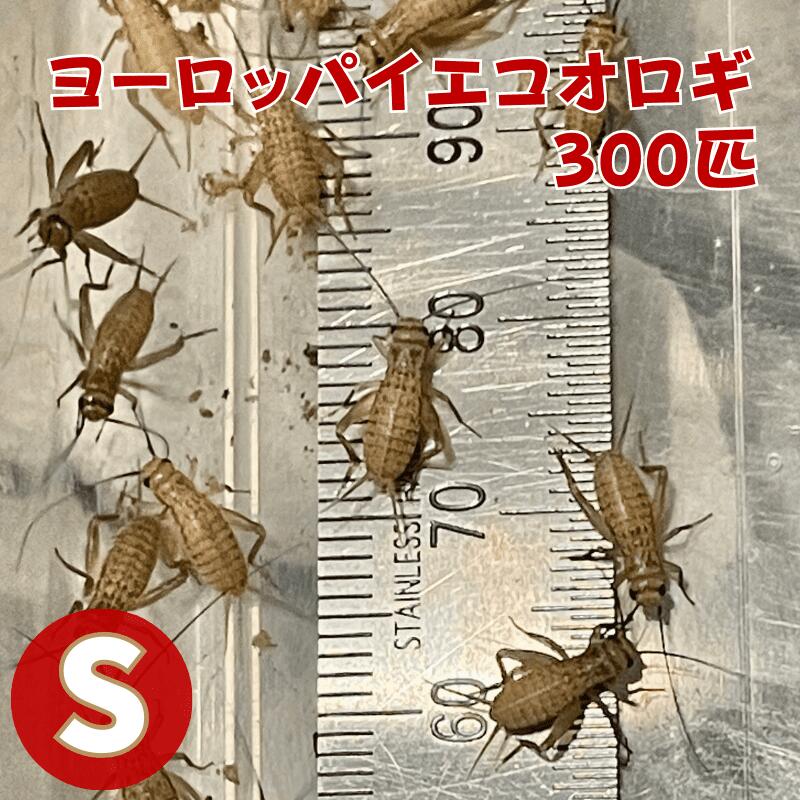 楽天市場】ヨーロッパイエコオロギ Sサイズ 100匹 爬虫類 両生類 生餌 