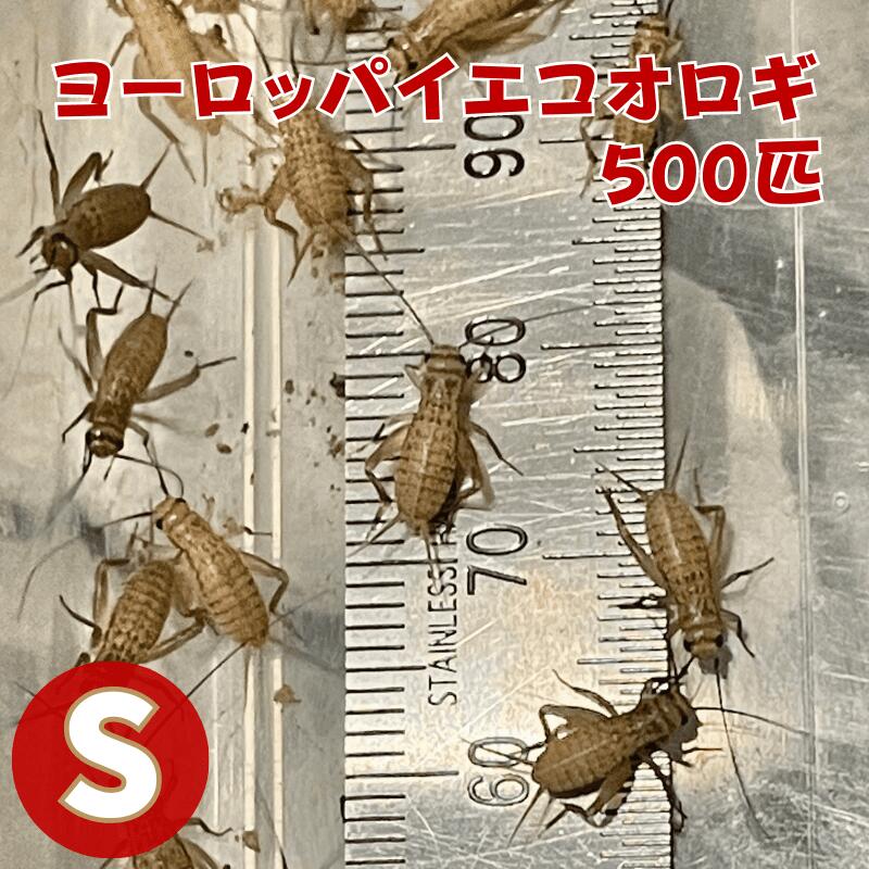 楽天市場】ヨーロッパイエコオロギ Sサイズ 100匹 爬虫類 両生類 生餌 生産者直販売 餌 コオロギ s サイズ 生き餌 活きエサ 小動物 ヘビ  イグアナ エサ えさ 送料無料 大量 蛇 爬虫類フード カナヘビ ヤモリ カエル レオパ ごはん フトアゴヒゲトカゲ コウロギ 活餌 イエコ :