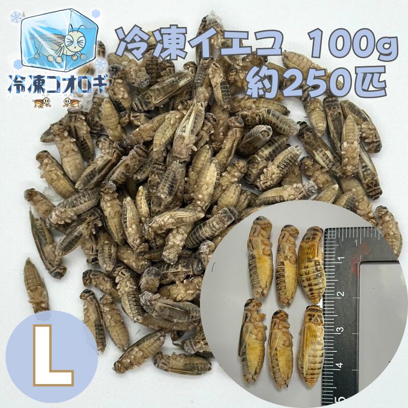 楽天市場】冷凍クロコ メガサイズ 100ｇ 約100匹 冷凍コオロギ 生産者 