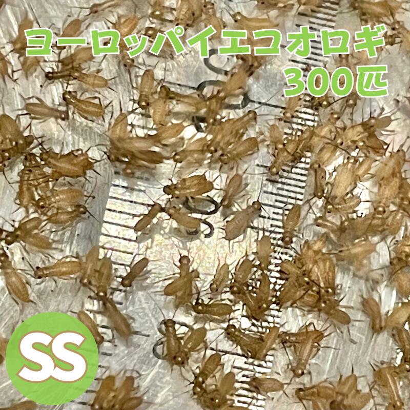 爬虫類・両生類のエサ SS100 Amazon | （生餌）ヨーロッパイエコオロギ SS 約40匹（0．2