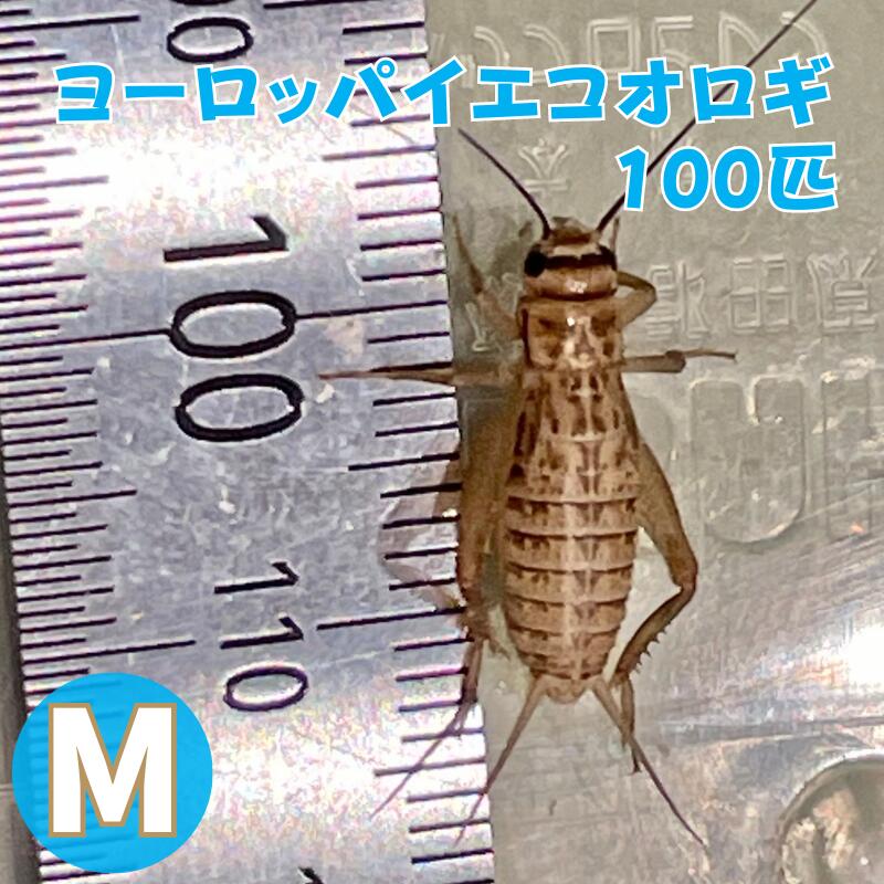 【楽天市場】ヨーロッパイエコオロギ Mサイズ 150匹 生餌 生産者直販売 爬虫類 両生類 餌 大型魚 ヤモリ カエル レオパ フトアゴヒゲトカゲ  アマガエル 活餌 イエコ コオロギm イグアナのえさ 昆虫 生体 活きエサ 生き餌 活き餌 爬虫類フード 熱帯魚 送料無料 ...