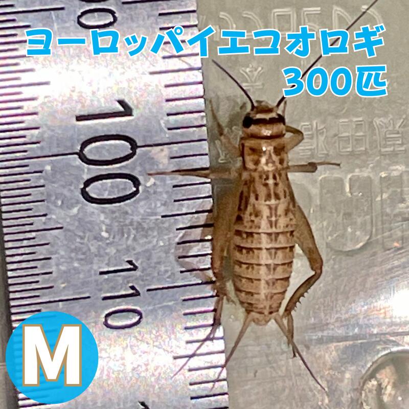 楽天市場】ヨーロッパイエコオロギ SMサイズ MSサイズ 300匹