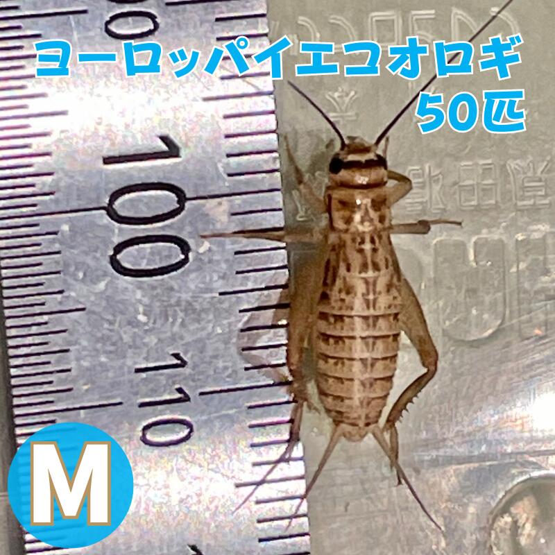 楽天市場】ヨーロッパイエコオロギ Mサイズ 150匹 生餌 生産者直販売 爬虫類 両生類 餌 大型魚 ヤモリ カエル レオパ フトアゴヒゲトカゲ  アマガエル 活餌 イエコ コオロギm イグアナのえさ 昆虫 生体 活きエサ 生き餌 活き餌 爬虫類フード 熱帯魚 送料無料 えさ エサ ...