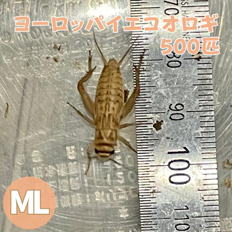 冷凍コオロギ Lサイズ 1.1kg爬虫類 両生類 小動物 アロワナ フトアゴ等 冷凍コオロギ Lサイズ 1.1kg 爬虫類 両生類 小動物 アロワナ