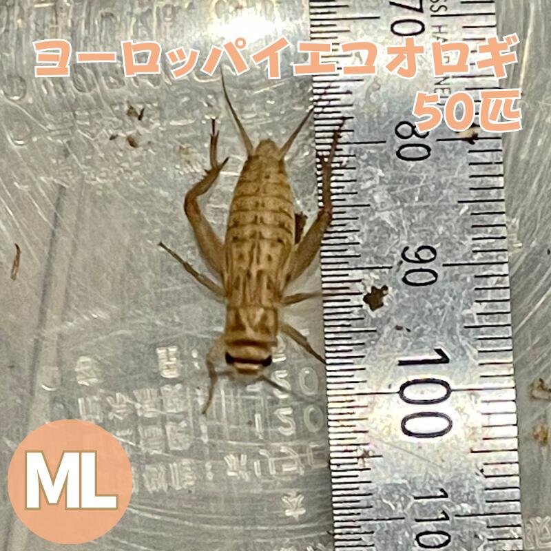 【楽天市場】ヨーロッパイエコオロギ MLサイズ 100匹 生餌 生産者直販売 爬虫類 両生類 餌 餌用コオロギ 活きエサ イエコオロギ 生きたまま  エサ えさ 高タンパク 大型魚 アロワナ餌 コオロギの餌 ヤモリ カエル レオパ フトアゴヒゲトカゲ アロワナ 活餌 ...