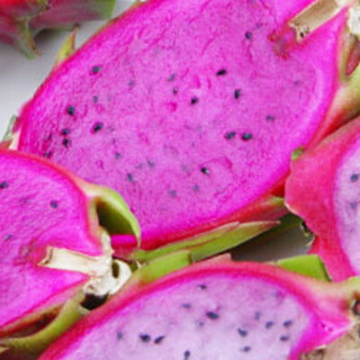 楽天市場 ドラゴンフルーツ 果樹苗 ダークスター 紫肉の苗 奥飛騨温泉郷自社ハウスからお届けご自宅での栽培 観賞用におすすめひと夜限りの大輪をご自宅で ピタヤ苗 ドラゴンフルーツ どらごんふるーつ 果樹苗 苗木 南国フルーツ ガーデニング なべしま銘茶