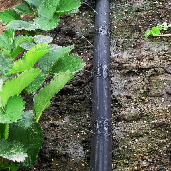 【楽天市場】灌水用チューブ 強力P.E（ポリエチレン）灌水チューブ 青/黒 厚さ0.15mm 巾5cm×全長200M：ナジャ工房