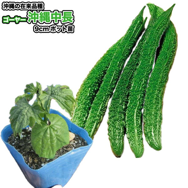 野菜ハーブ あしたば 苗20株 Amazon | 明日葉（アシタバ）の苗(3苗セット) | 野菜