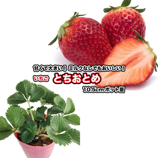楽天市場】『 宝交早生 ほうこうわせ 』 いちご苗 9cmポット - 甘くて