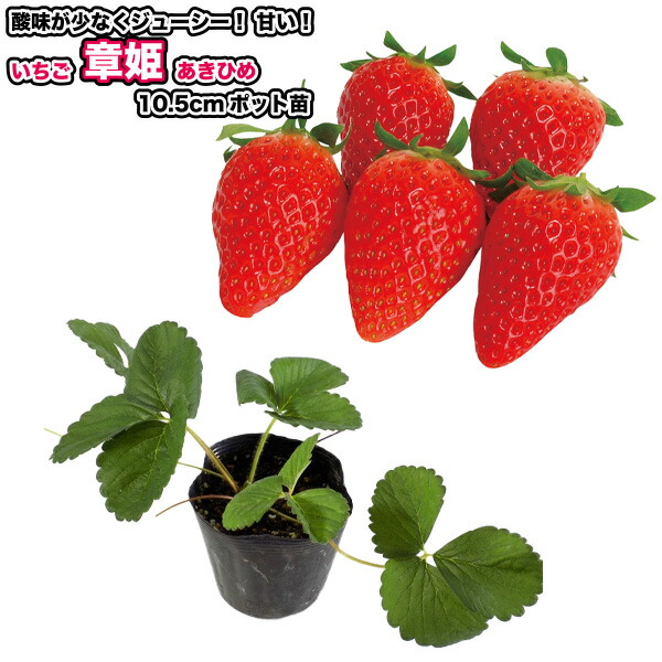 楽天市場】『 宝交早生 (ほうこうわせ) 』 いちご苗 9cmポット - 甘く