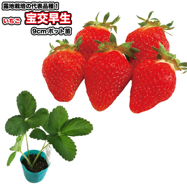 楽天市場】【2個セット】いちご苗 宝交早生（ほうこうわせ）3号ポット