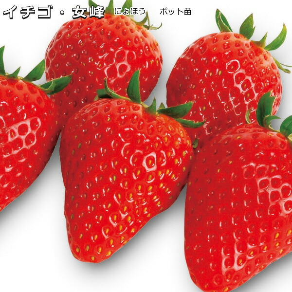 いちごのたね様 楽天市場】『 宝交早生 (ほうこうわせ) 』 いちご苗 9cmポット - 甘く