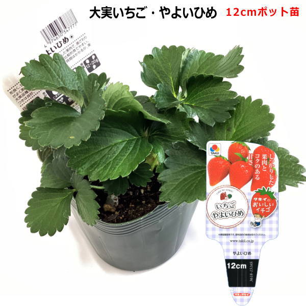 楽天市場】野菜苗 いちご そよかの 9cmポット 1苗 農林水産省品種登録