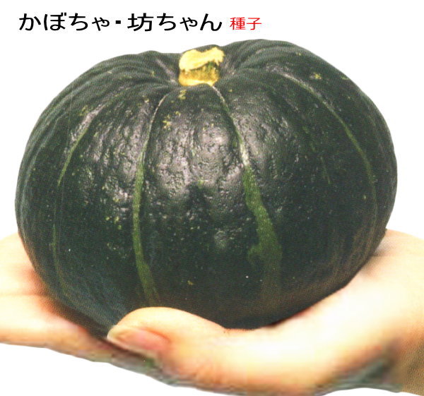 ミニカボチャ 『 坊ちゃん 』 かぼちゃ 種子 南瓜