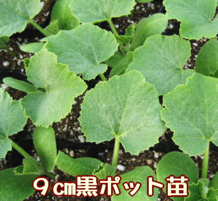 栗えびすかぼちゃ