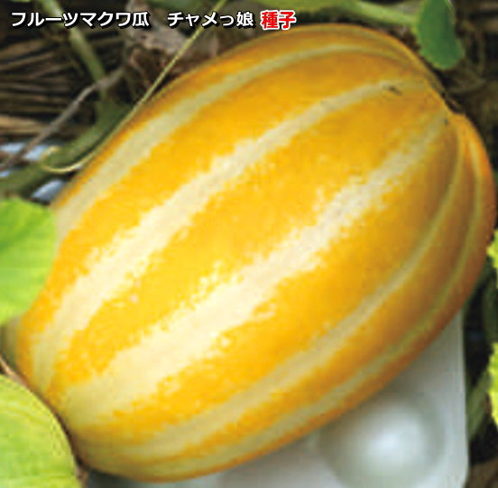 韓国チャメ10kg チャメ 10kg ☆代引不可 ※商品代金15,000円は送料として表示されます