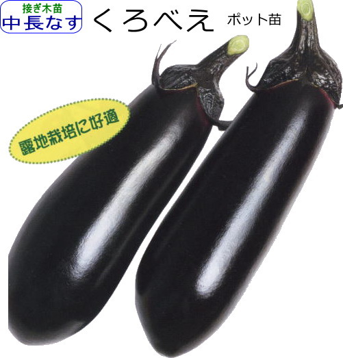 万能品種 優等生 接ぎ木 なす 10 5cmポット苗 感謝価格 茄子 くろべえ