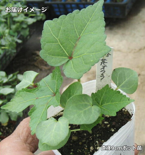 花野菜 エディブル フラワー オクラ 花オクラ 9cmポット苗 最大の割引 とろろあおい