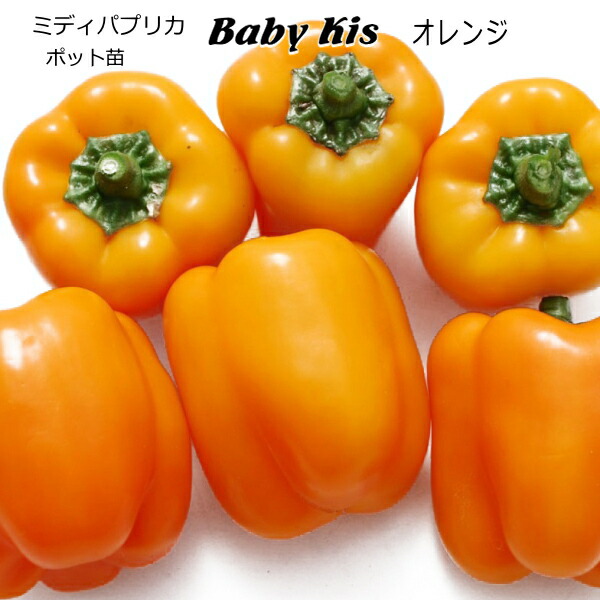 楽天市場】【送料無料】パプリカ オレンジ ( オレンジキング自