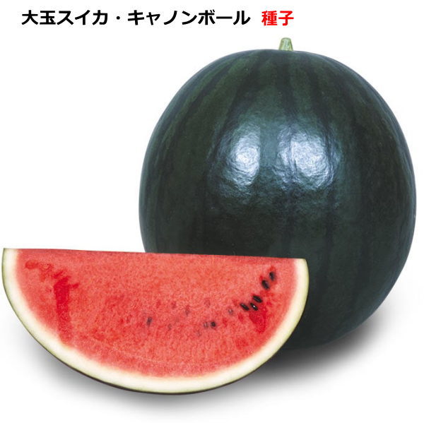 楽天市場】タキイ交配 ブラックボール2 タキイの大玉西瓜品種