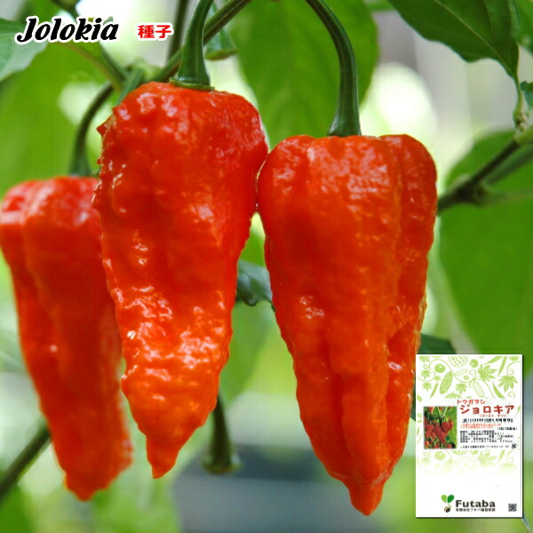 楽天市場】とうがらし 【ハバネロ レッド】 唐辛子 4号ロングポット