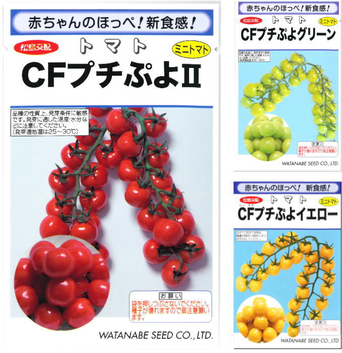 楽天市場】ミニトマト 種子 CandyPop マンダリン 7粒 とまと